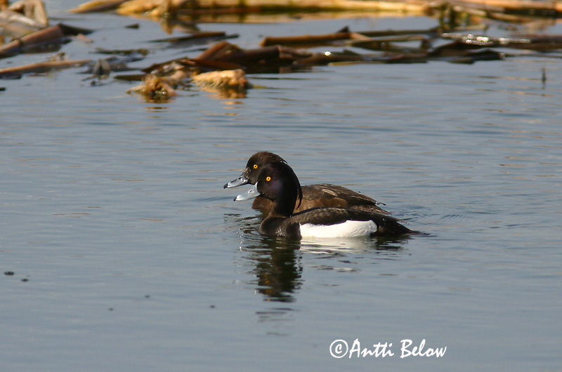 Avainsanat: Morell de plomall Troldand Kuifeend Tufted Duck Tuttvart Tukkasotka Fuligule morillon Reiherente Kontyos réce Skúfönd Toppand Zarro-negrinha Aythya fuligula Porrón Moñudo Vigg