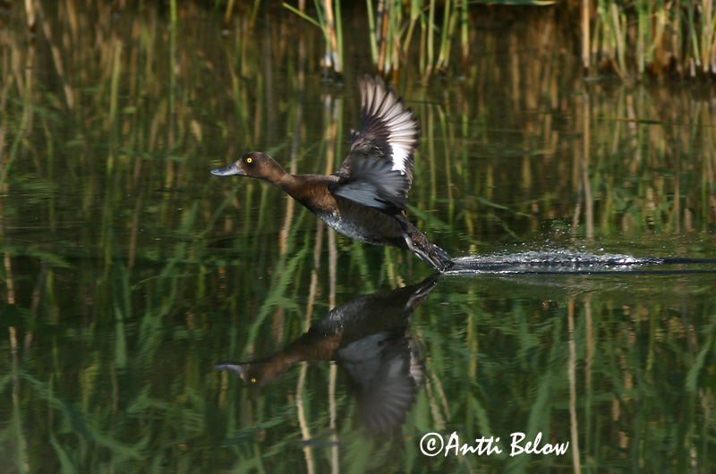 Avainsanat: Morell de plomall Troldand Kuifeend Tufted Duck Tuttvart Tukkasotka Fuligule morillon Reiherente Kontyos réce Skúfönd Toppand Zarro-negrinha Aythya fuligula Porrón Moñudo Vigg
