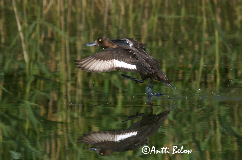 Avainsanat: Morell de plomall Troldand Kuifeend Tufted Duck Tuttvart Tukkasotka Fuligule morillon Reiherente Kontyos réce Skúfönd Toppand Zarro-negrinha Aythya fuligula Porrón Moñudo Vigg
