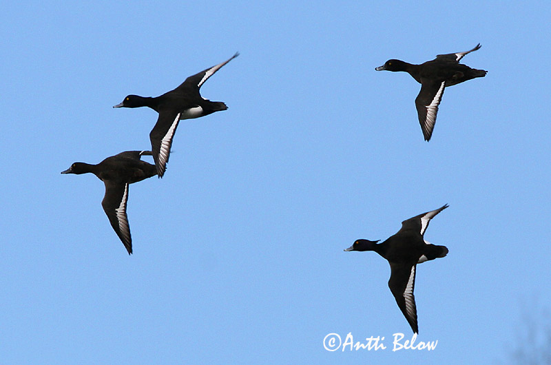 Avainsanat: Morell de plomall Troldand Kuifeend Tufted Duck Tuttvart Tukkasotka Fuligule morillon Reiherente Kontyos réce Skúfönd Toppand Zarro-negrinha Aythya fuligula Porrón Moñudo Vigg