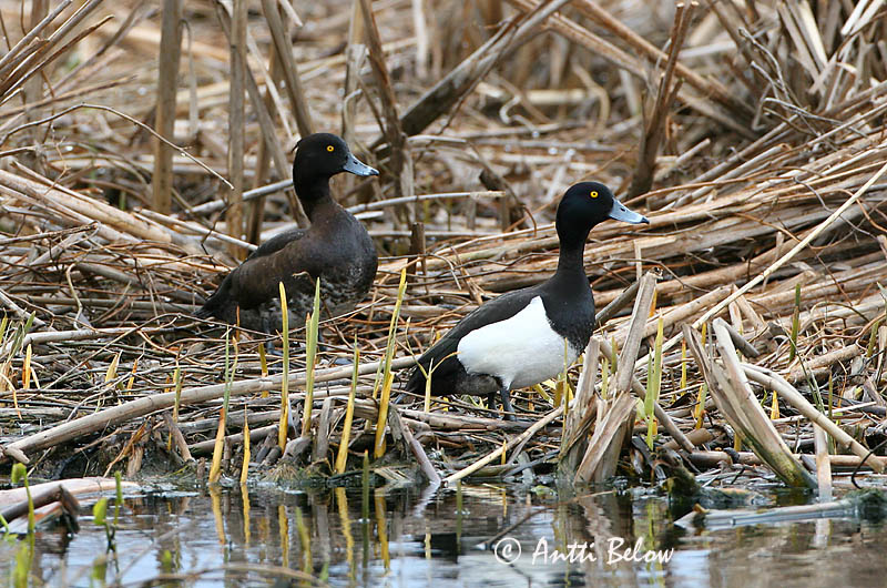 Avainsanat: Morell de plomall Troldand Kuifeend Tufted Duck Tuttvart Tukkasotka Fuligule morillon Reiherente Kontyos réce Skúfönd Toppand Zarro-negrinha Aythya fuligula Porrón Moñudo Vigg