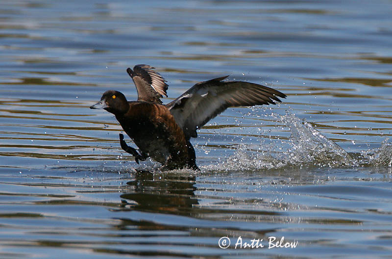 Avainsanat: Morell de plomall Troldand Kuifeend Tufted Duck Tuttvart Tukkasotka Fuligule morillon Reiherente Kontyos réce Skúfönd Toppand Zarro-negrinha Aythya fuligula Porrón Moñudo Vigg