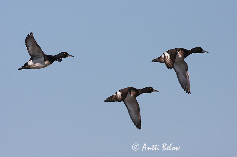 Avainsanat: Morell de plomall Troldand Kuifeend Tufted Duck Tuttvart Tukkasotka Fuligule morillon Reiherente Kontyos réce Skúfönd Toppand Zarro-negrinha Aythya fuligula Porrón Moñudo Vigg