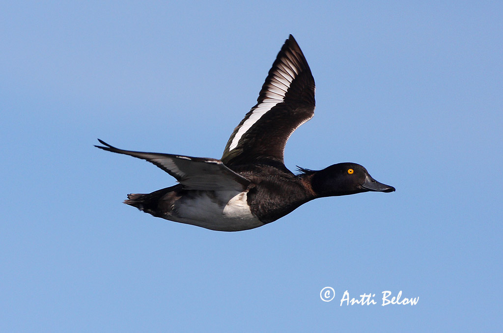Avainsanat: Morell de plomall Troldand Kuifeend Tufted Duck Tuttvart Tukkasotka Fuligule morillon Reiherente Kontyos réce Skúfönd Toppand Zarro-negrinha Aythya fuligula Porrón Moñudo Vigg