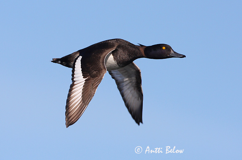 Avainsanat: Morell de plomall Troldand Kuifeend Tufted Duck Tuttvart Tukkasotka Fuligule morillon Reiherente Kontyos réce Skúfönd Toppand Zarro-negrinha Aythya fuligula Porrón Moñudo Vigg