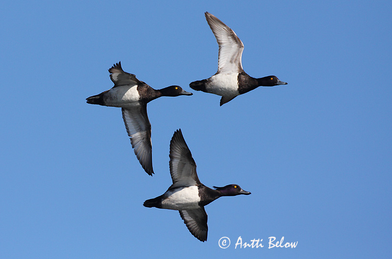Avainsanat: Morell de plomall Troldand Kuifeend Tufted Duck Tuttvart Tukkasotka Fuligule morillon Reiherente Kontyos réce Skúfönd Toppand Zarro-negrinha Aythya fuligula Porrón Moñudo Vigg
