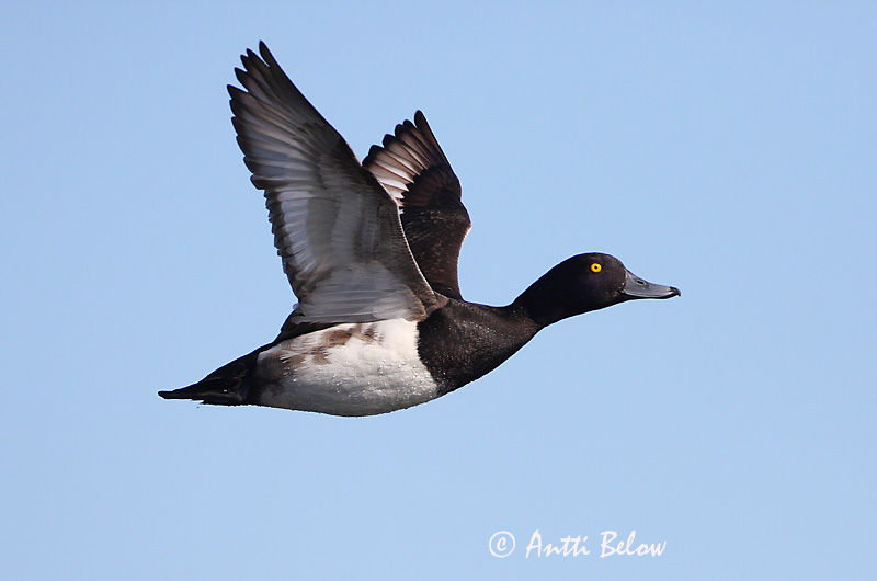 Avainsanat: Morell de plomall Troldand Kuifeend Tufted Duck Tuttvart Tukkasotka Fuligule morillon Reiherente Kontyos réce Skúfönd Toppand Zarro-negrinha Aythya fuligula Porrón Moñudo Vigg