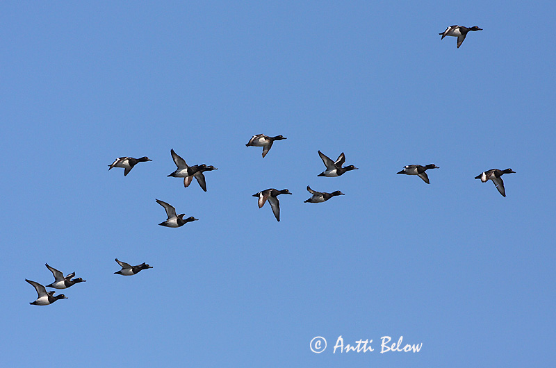Avainsanat: Morell de plomall Troldand Kuifeend Tufted Duck Tuttvart Tukkasotka Fuligule morillon Reiherente Kontyos réce Skúfönd Toppand Zarro-negrinha Aythya fuligula Porrón Moñudo Vigg