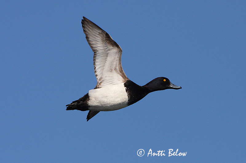 Avainsanat: Morell de plomall Troldand Kuifeend Tufted Duck Tuttvart Tukkasotka Fuligule morillon Reiherente Kontyos réce Skúfönd Toppand Zarro-negrinha Aythya fuligula Porrón Moñudo Vigg