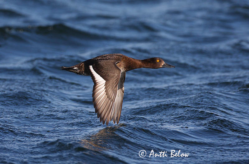 Avainsanat: Morell de plomall Troldand Kuifeend Tufted Duck Tuttvart Tukkasotka Fuligule morillon Reiherente Kontyos réce Skúfönd Toppand Zarro-negrinha Aythya fuligula Porrón Moñudo Vigg