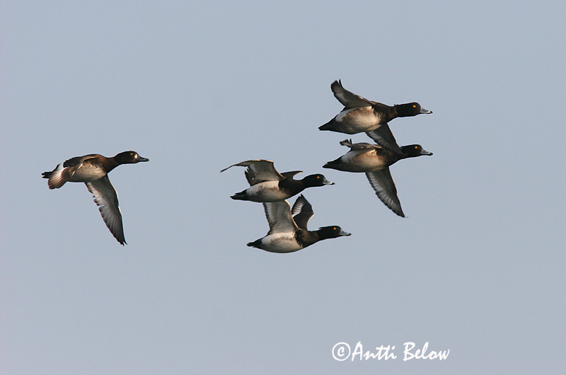 Avainsanat: Morell de plomall Troldand Kuifeend Tufted Duck Tuttvart Tukkasotka Fuligule morillon Reiherente Kontyos réce Skúfönd Toppand Zarro-negrinha Aythya fuligula Porrón Moñudo Vigg