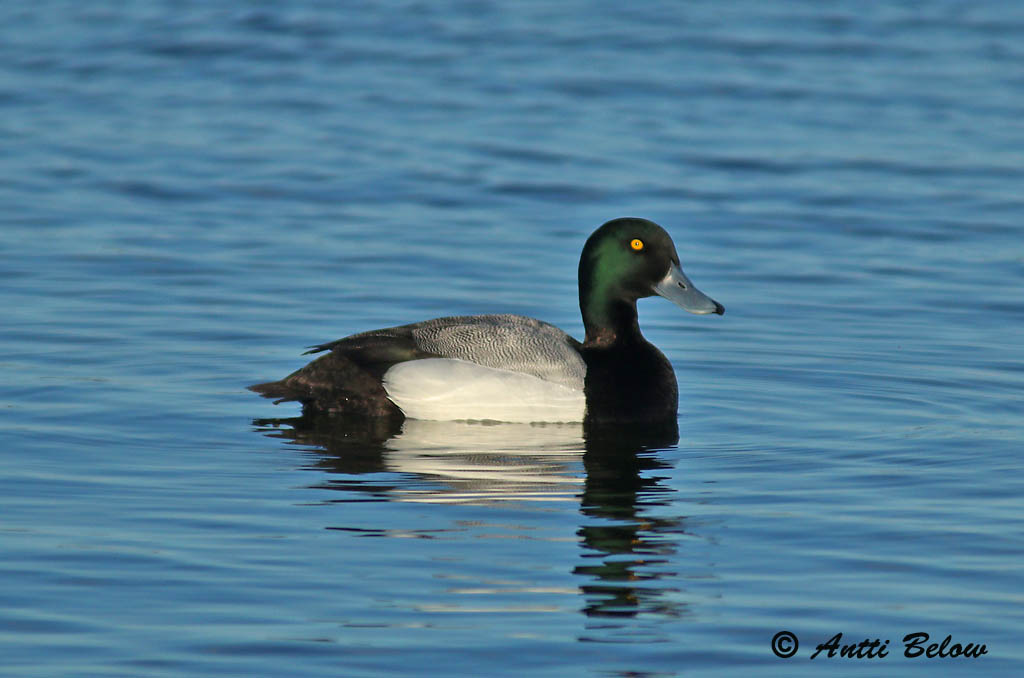 Maalahti Rönnskäret
Avainsanat: Morell buixot Bjergand Toppereend Greater Scaup Merivart Lapasotka Fuligule milouinan Bergente Hegyi réce Duggönd Bergand Zarro-bastardo Aythya marila Porrón Bastardo Bergand