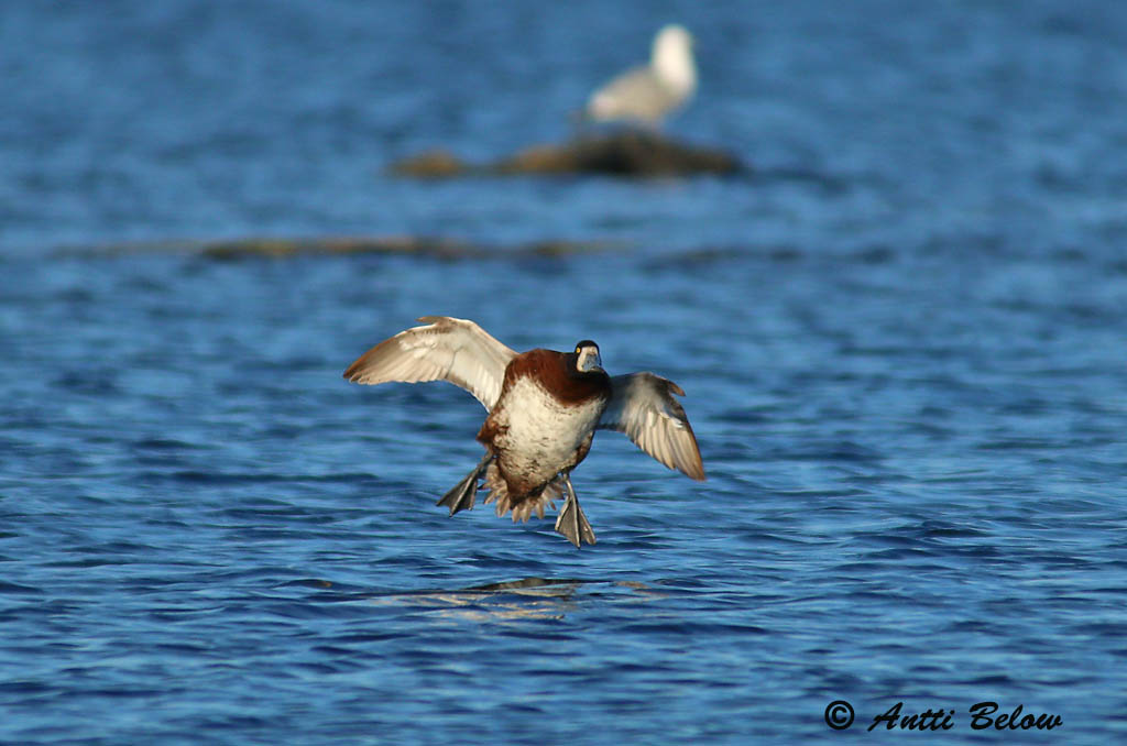 Maalahti Rönnskäret
Avainsanat: Morell buixot Bjergand Toppereend Greater Scaup Merivart Lapasotka Fuligule milouinan Bergente Hegyi réce Duggönd Bergand Zarro-bastardo Aythya marila Porrón Bastardo Bergand