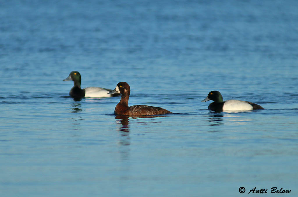 Maalahti Rönnskäret
Avainsanat: Morell buixot Bjergand Toppereend Greater Scaup Merivart Lapasotka Fuligule milouinan Bergente Hegyi réce Duggönd Bergand Zarro-bastardo Aythya marila Porrón Bastardo Bergand
