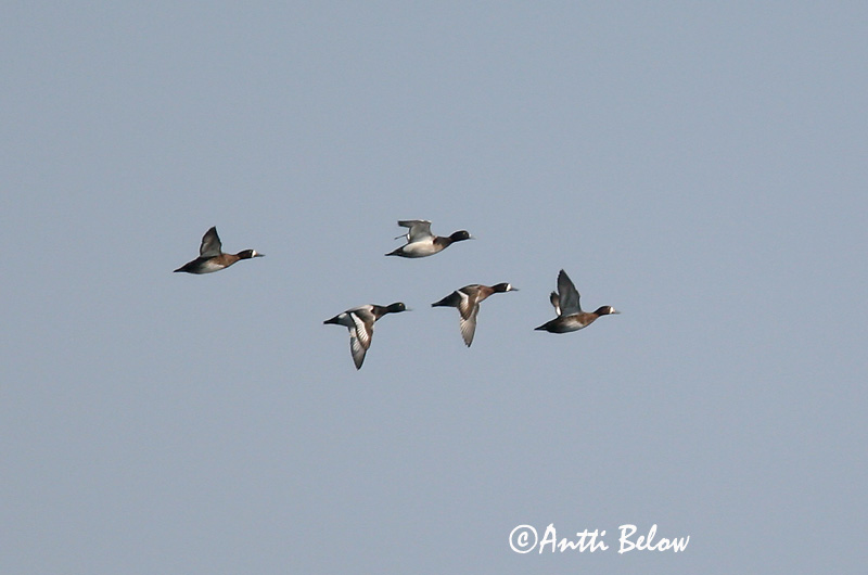 5/2006
Kirkkonummi, Finland
Avainsanat: Morell buixot Bjergand Toppereend Greater Scaup Merivart Lapasotka Fuligule milouinan Bergente Hegyi réce Duggönd Bergand Zarro-bastardo Aythya marila Porrón Bastardo Bergand