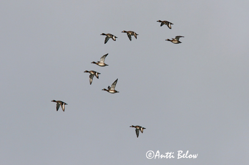Avainsanat: Morell buixot Bjergand Toppereend Greater Scaup Merivart Lapasotka Fuligule milouinan Bergente Hegyi réce Duggönd Bergand Zarro-bastardo Aythya marila Porrón Bastardo Bergand