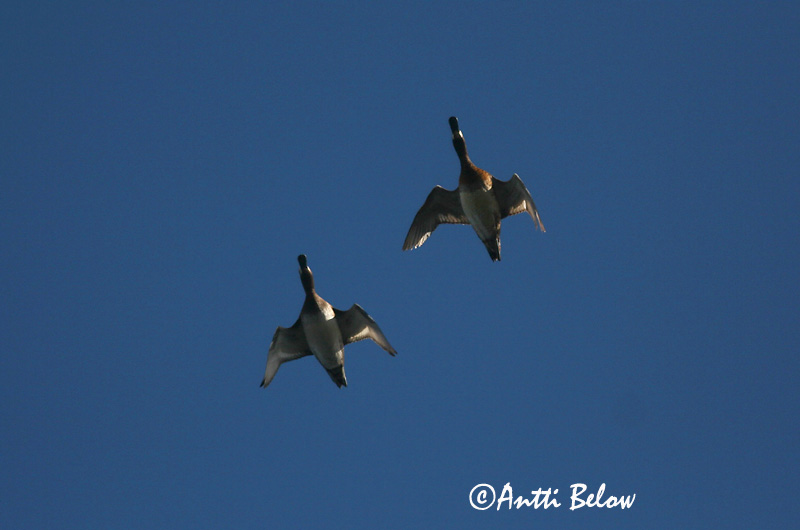 Avainsanat: Morell buixot Bjergand Toppereend Greater Scaup Merivart Lapasotka Fuligule milouinan Bergente Hegyi réce Duggönd Bergand Zarro-bastardo Aythya marila Porrón Bastardo Bergand