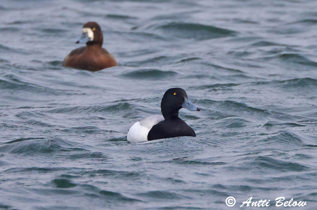 Maalahti 5/2025
Avainsanat: Morell buixot Bjergand Toppereend Greater Scaup Merivart Lapasotka Fuligule milouinan Bergente Hegyi réce Duggönd Bergand Zarro-bastardo Aythya marila Porrón Bastardo Bergand
