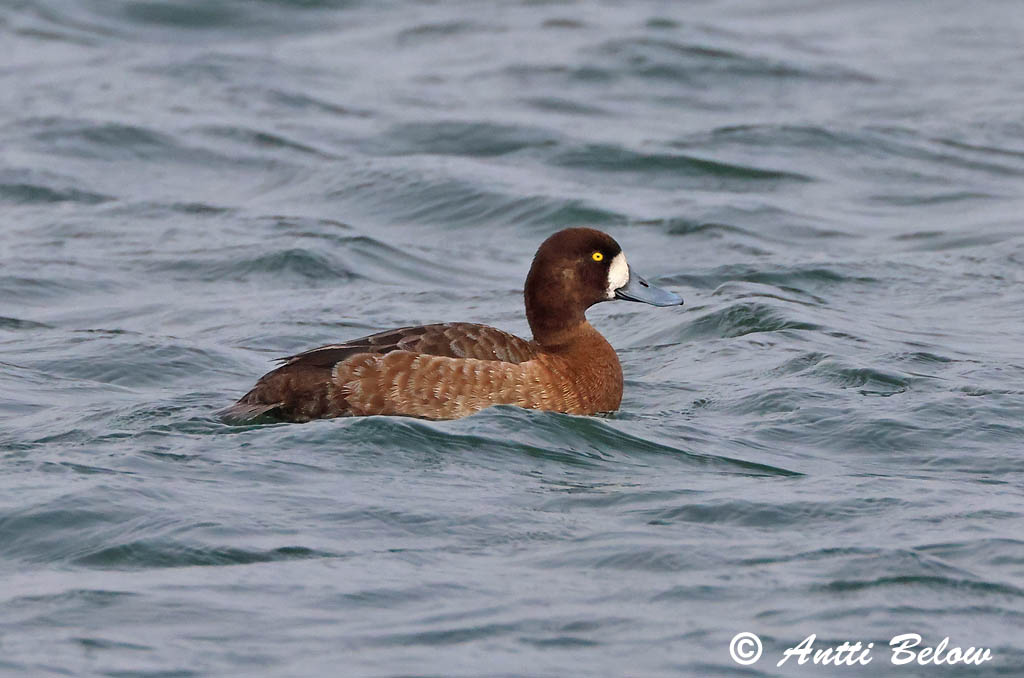 Maalahti 5/2025
Avainsanat: Morell buixot Bjergand Toppereend Greater Scaup Merivart Lapasotka Fuligule milouinan Bergente Hegyi réce Duggönd Bergand Zarro-bastardo Aythya marila Porrón Bastardo Bergand