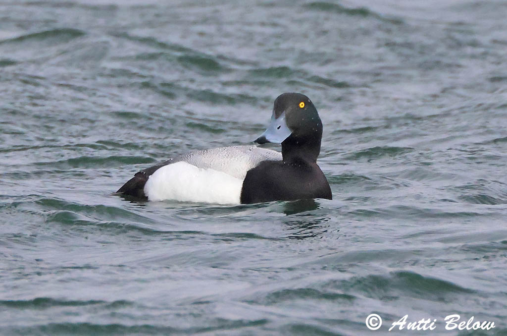 Maalahti 5/2025
Avainsanat: Morell buixot Bjergand Toppereend Greater Scaup Merivart Lapasotka Fuligule milouinan Bergente Hegyi réce Duggönd Bergand Zarro-bastardo Aythya marila Porrón Bastardo Bergand