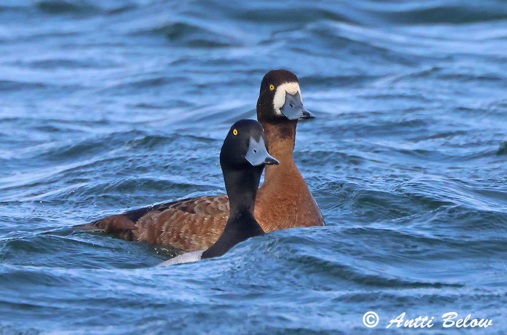 Maalahti 5/2025
Avainsanat: Morell buixot Bjergand Toppereend Greater Scaup Merivart Lapasotka Fuligule milouinan Bergente Hegyi réce Duggönd Bergand Zarro-bastardo Aythya marila Porrón Bastardo Bergand