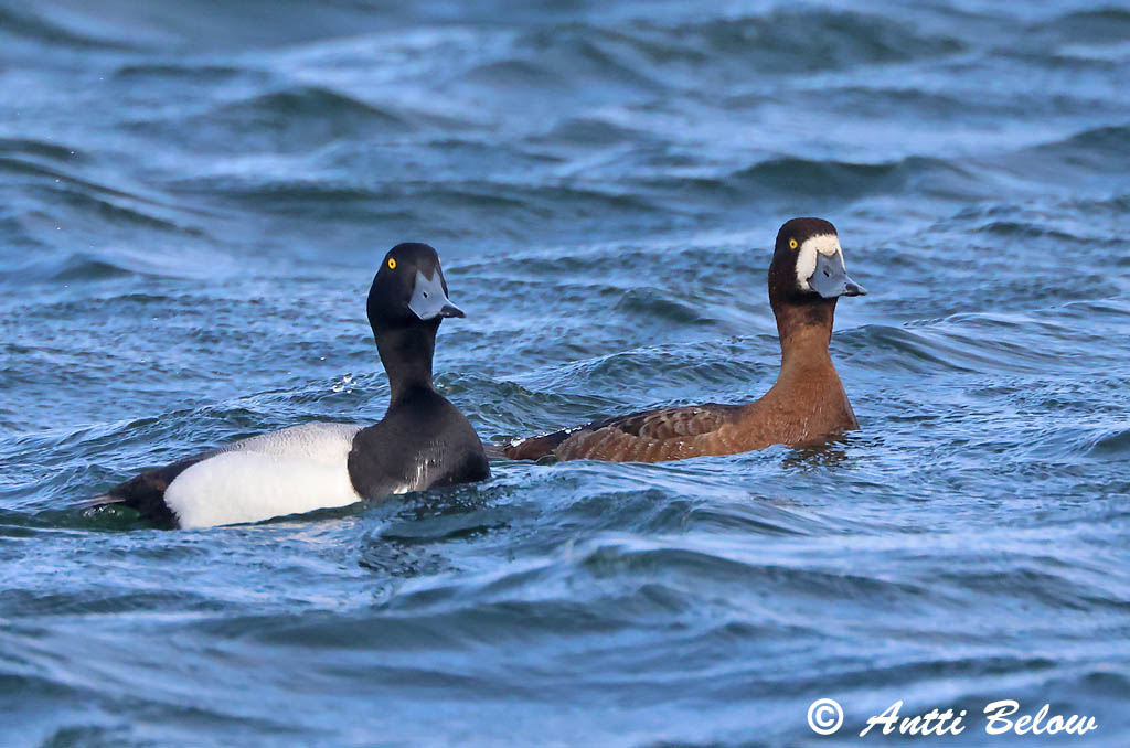 Maalahti 5/2025
Avainsanat: Morell buixot Bjergand Toppereend Greater Scaup Merivart Lapasotka Fuligule milouinan Bergente Hegyi réce Duggönd Bergand Zarro-bastardo Aythya marila Porrón Bastardo Bergand