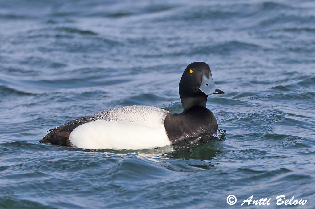Maalahti 5/2025
Avainsanat: Morell buixot Bjergand Toppereend Greater Scaup Merivart Lapasotka Fuligule milouinan Bergente Hegyi réce Duggönd Bergand Zarro-bastardo Aythya marila Porrón Bastardo Bergand