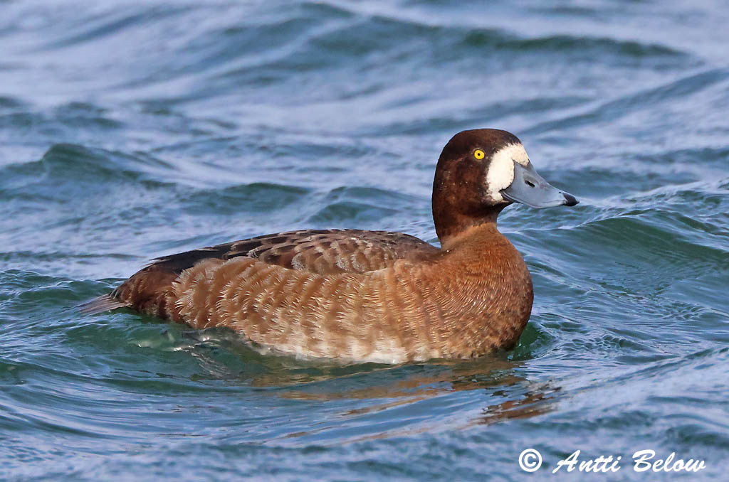 Maalahti 5/2025
Avainsanat: Morell buixot Bjergand Toppereend Greater Scaup Merivart Lapasotka Fuligule milouinan Bergente Hegyi réce Duggönd Bergand Zarro-bastardo Aythya marila Porrón Bastardo Bergand