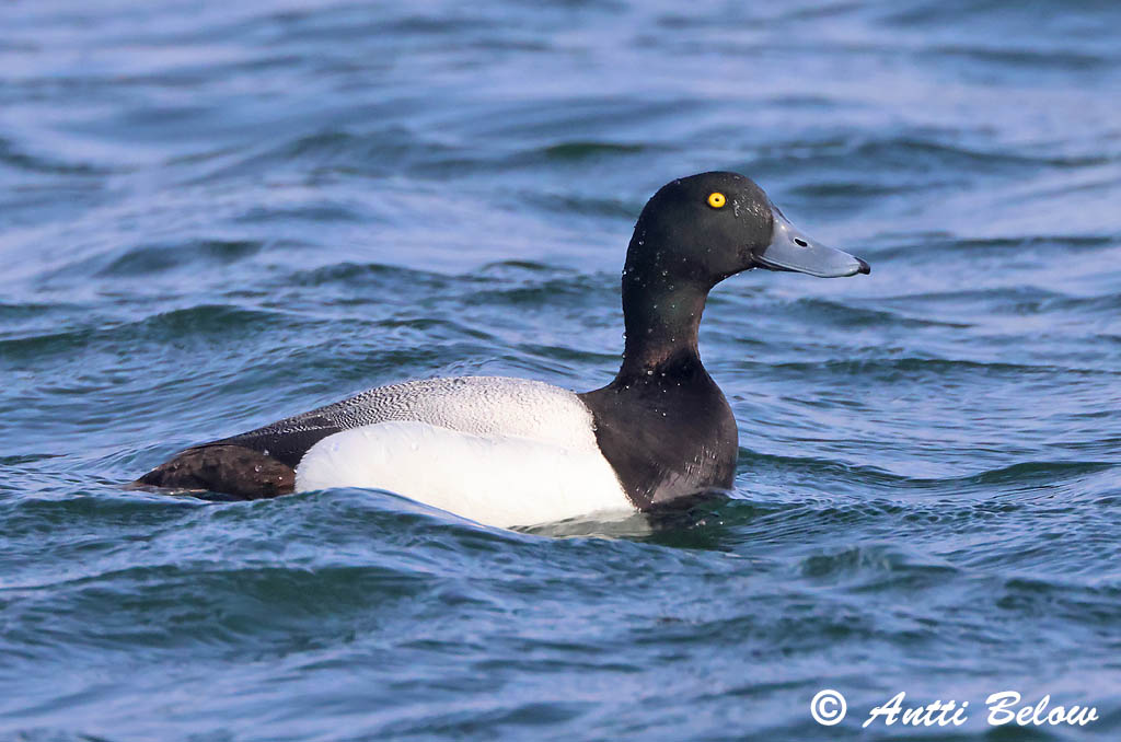 Maalahti 5/2025
Avainsanat: Morell buixot Bjergand Toppereend Greater Scaup Merivart Lapasotka Fuligule milouinan Bergente Hegyi réce Duggönd Bergand Zarro-bastardo Aythya marila Porrón Bastardo Bergand