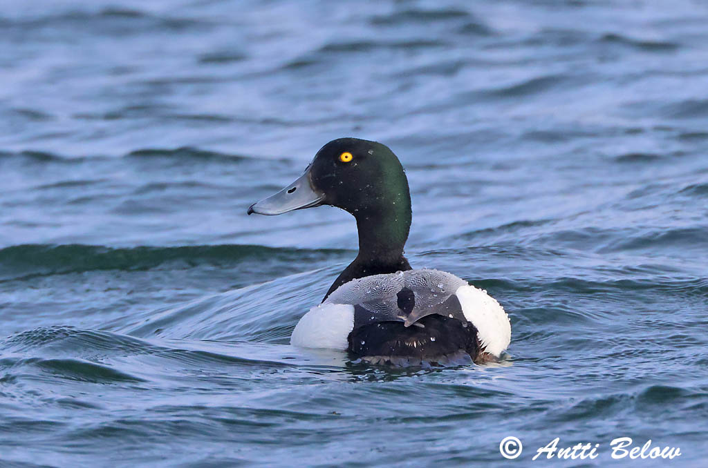 Maalahti 5/2025
Avainsanat: Morell buixot Bjergand Toppereend Greater Scaup Merivart Lapasotka Fuligule milouinan Bergente Hegyi réce Duggönd Bergand Zarro-bastardo Aythya marila Porrón Bastardo Bergand