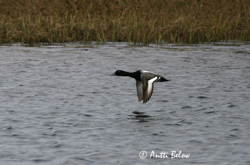 Kilpisjärvi
Avainsanat: Morell buixot Bjergand Toppereend Greater Scaup Merivart Lapasotka Fuligule milouinan Bergente Hegyi réce Duggönd Bergand Zarro-bastardo Aythya marila Porrón Bastardo Bergand