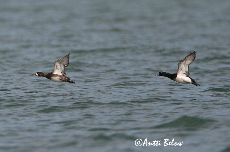 Avainsanat: Morell buixot Bjergand Toppereend Greater Scaup Merivart Lapasotka Fuligule milouinan Bergente Hegyi réce Duggönd Bergand Zarro-bastardo Aythya marila Porrón Bastardo Bergand