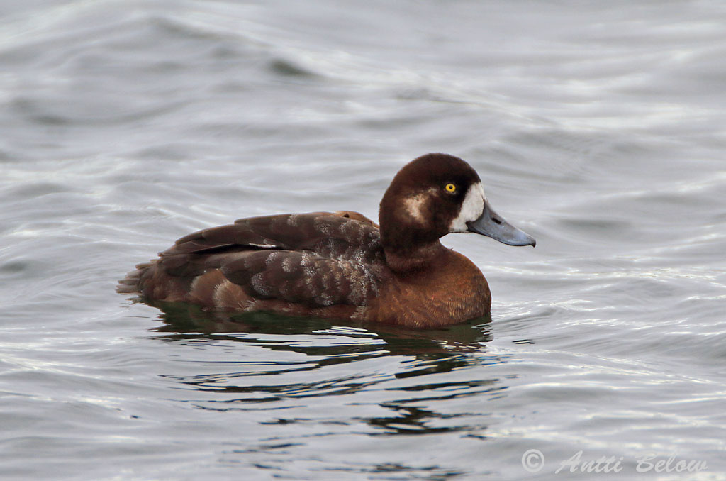 Maalahti
Avainsanat: Morell buixot Bjergand Toppereend Greater Scaup Merivart Lapasotka Fuligule milouinan Bergente Hegyi réce Duggönd Bergand Zarro-bastardo Aythya marila Porrón Bastardo Bergand