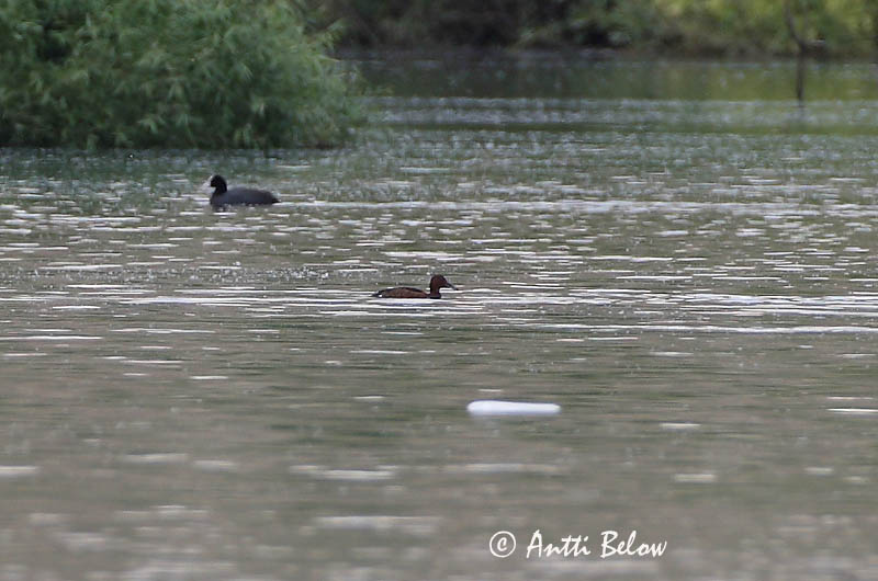 Avainsanat: Morell xocolater Hvidøjet and Witoogeend Ferruginous Duck Valgesilm-vart ruskevart Ruskosotka  Fuligule nyroca Moorente Cigányréce Jarpönd Hvitøyeand Zarro-castanho Aythya nyroca Porrón Pardo Vitögd dykand
