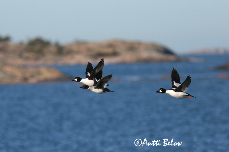 Avainsanat: Morell d'ulls grocs Hvinand Brilduiker Common Goldeneye Sõtkas Telkkä Garrot à œil d'or Schellente Kerceréce Hvinönd Quattrocchi Kvinand Pato-olho-d'ouro Bucephala clangula Porrón Osculado Knipa