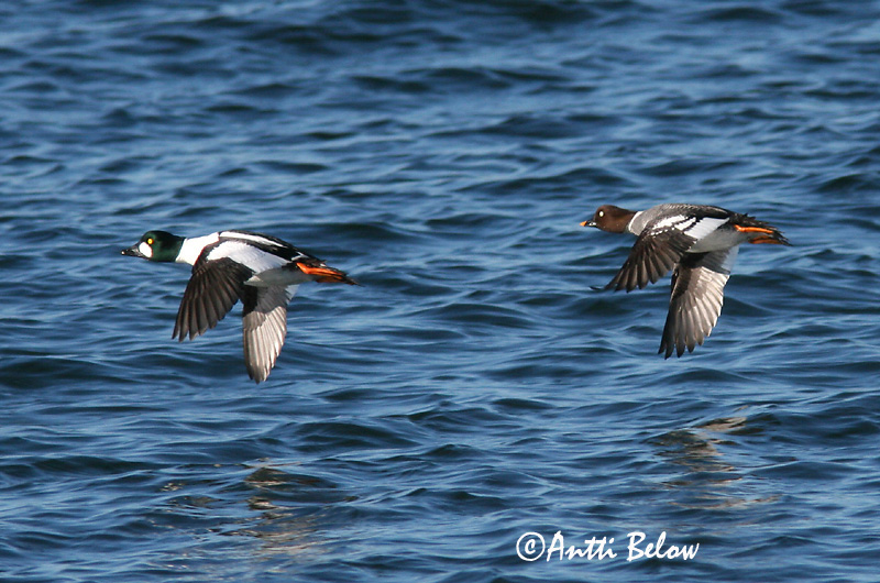 Avainsanat: Morell d'ulls grocs Hvinand Brilduiker Common Goldeneye Sõtkas Telkkä Garrot à œil d'or Schellente Kerceréce Hvinönd Quattrocchi Kvinand Pato-olho-d'ouro Bucephala clangula Porrón Osculado Knipa