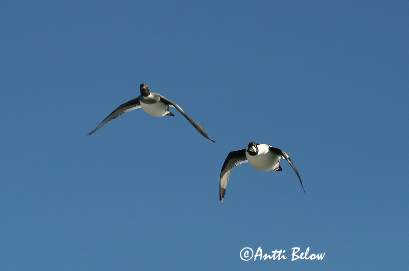 Avainsanat: Morell d'ulls grocs Hvinand Brilduiker Common Goldeneye Sõtkas Telkkä Garrot à œil d'or Schellente Kerceréce Hvinönd Quattrocchi Kvinand Pato-olho-d'ouro Bucephala clangula Porrón Osculado Knipa