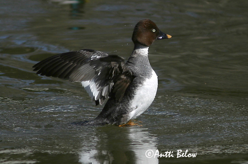 Avainsanat: Morell d'ulls grocs Hvinand Brilduiker Common Goldeneye Sõtkas Telkkä Garrot à œil d'or Schellente Kerceréce Hvinönd Quattrocchi Kvinand Pato-olho-d'ouro Bucephala clangula Porrón Osculado Knipa