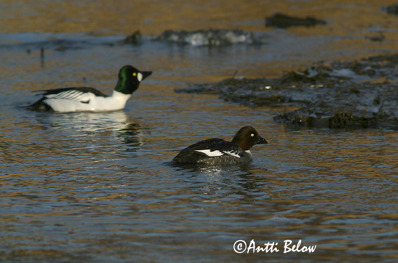 Avainsanat: Morell d'ulls grocs Hvinand Brilduiker Common Goldeneye Sõtkas Telkkä Garrot à œil d'or Schellente Kerceréce Hvinönd Quattrocchi Kvinand Pato-olho-d'ouro Bucephala clangula Porrón Osculado Knipa