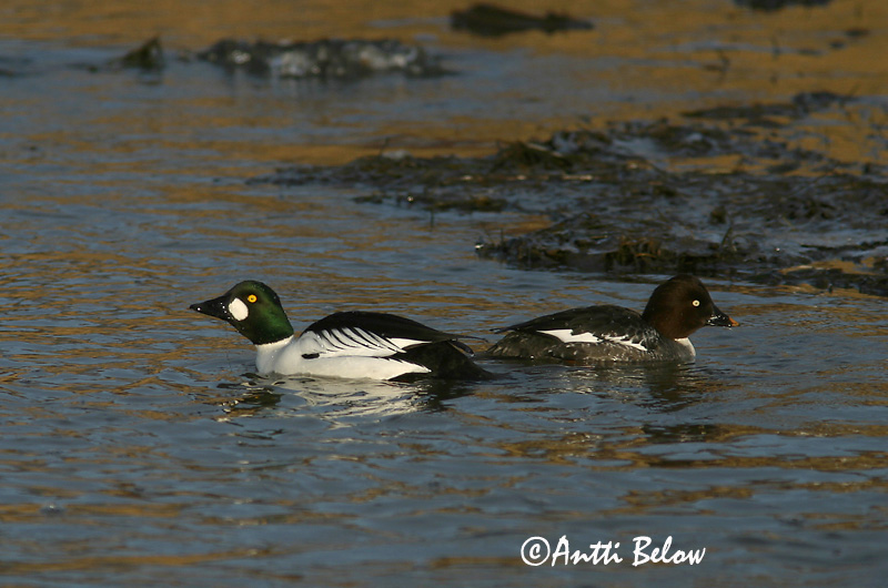 Avainsanat: Morell d'ulls grocs Hvinand Brilduiker Common Goldeneye Sõtkas Telkkä Garrot à œil d'or Schellente Kerceréce Hvinönd Quattrocchi Kvinand Pato-olho-d'ouro Bucephala clangula Porrón Osculado Knipa