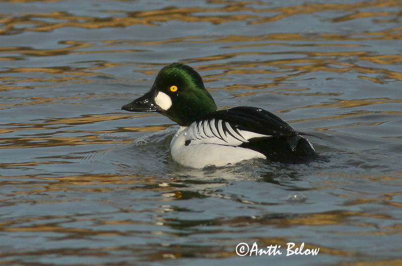 Avainsanat: Morell d'ulls grocs Hvinand Brilduiker Common Goldeneye Sõtkas Telkkä Garrot à œil d'or Schellente Kerceréce Hvinönd Quattrocchi Kvinand Pato-olho-d'ouro Bucephala clangula Porrón Osculado Knipa