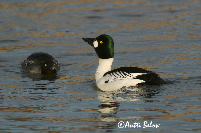 Avainsanat: Morell d'ulls grocs Hvinand Brilduiker Common Goldeneye Sõtkas Telkkä Garrot à œil d'or Schellente Kerceréce Hvinönd Quattrocchi Kvinand Pato-olho-d'ouro Bucephala clangula Porrón Osculado Knipa