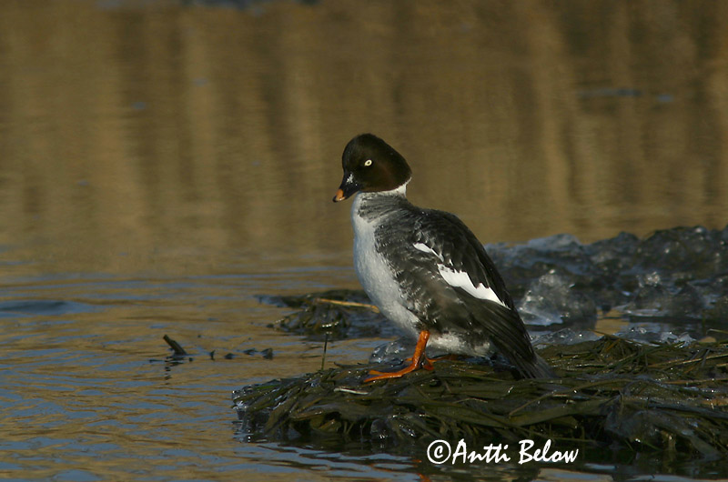 Avainsanat: Morell d'ulls grocs Hvinand Brilduiker Common Goldeneye Sõtkas Telkkä Garrot à œil d'or Schellente Kerceréce Hvinönd Quattrocchi Kvinand Pato-olho-d'ouro Bucephala clangula Porrón Osculado Knipa