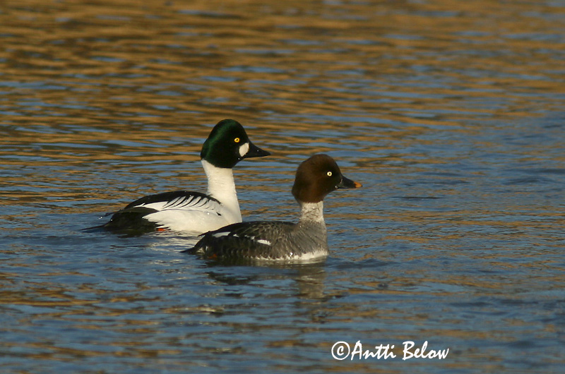 Avainsanat: Morell d'ulls grocs Hvinand Brilduiker Common Goldeneye Sõtkas Telkkä Garrot à œil d'or Schellente Kerceréce Hvinönd Quattrocchi Kvinand Pato-olho-d'ouro Bucephala clangula Porrón Osculado Knipa