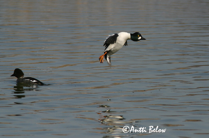 Avainsanat: Morell d'ulls grocs Hvinand Brilduiker Common Goldeneye Sõtkas Telkkä Garrot à œil d'or Schellente Kerceréce Hvinönd Quattrocchi Kvinand Pato-olho-d'ouro Bucephala clangula Porrón Osculado Knipa