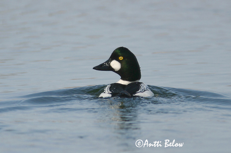 Avainsanat: Morell d'ulls grocs Hvinand Brilduiker Common Goldeneye Sõtkas Telkkä Garrot à œil d'or Schellente Kerceréce Hvinönd Quattrocchi Kvinand Pato-olho-d'ouro Bucephala clangula Porrón Osculado Knipa