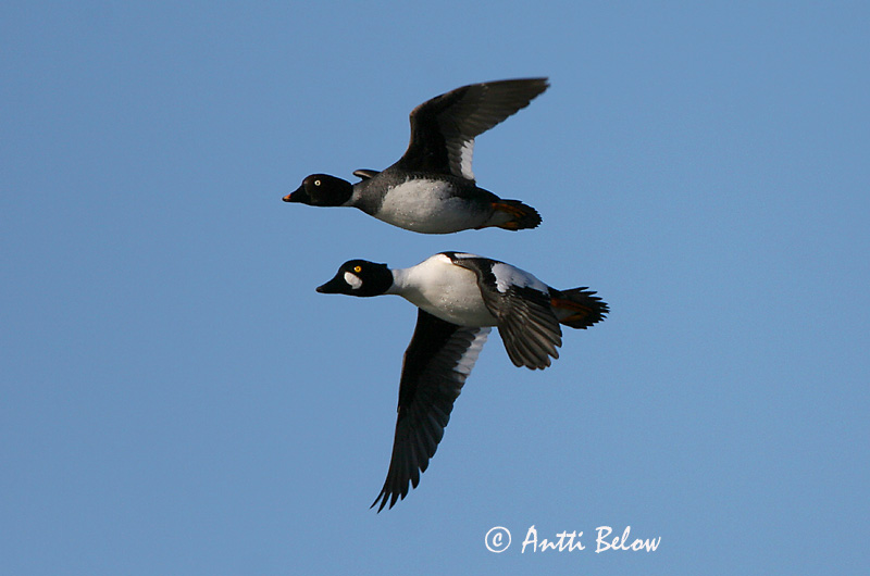 Avainsanat: Morell d'ulls grocs Hvinand Brilduiker Common Goldeneye Sõtkas Telkkä Garrot à œil d'or Schellente Kerceréce Hvinönd Quattrocchi Kvinand Pato-olho-d'ouro Bucephala clangula Porrón Osculado Knipa