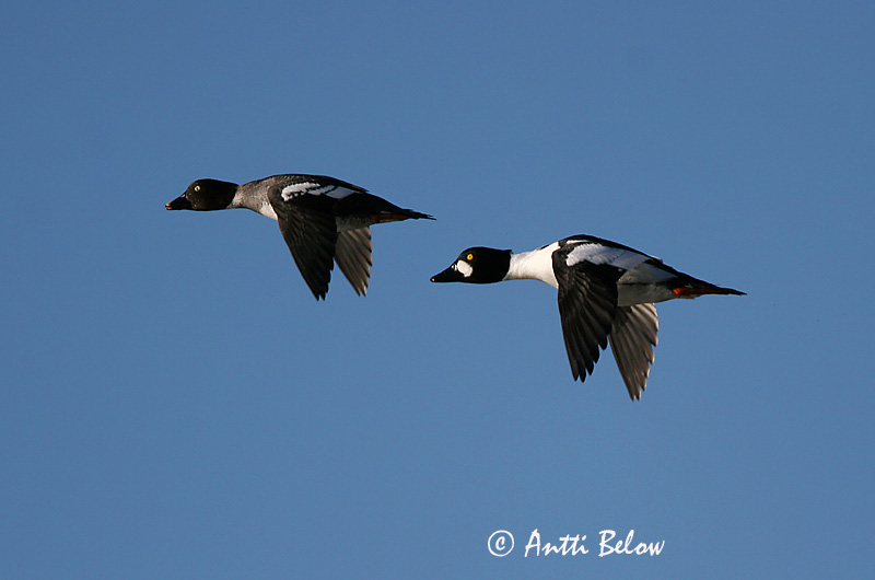 Avainsanat: Morell d'ulls grocs Hvinand Brilduiker Common Goldeneye Sõtkas Telkkä Garrot à œil d'or Schellente Kerceréce Hvinönd Quattrocchi Kvinand Pato-olho-d'ouro Bucephala clangula Porrón Osculado Knipa