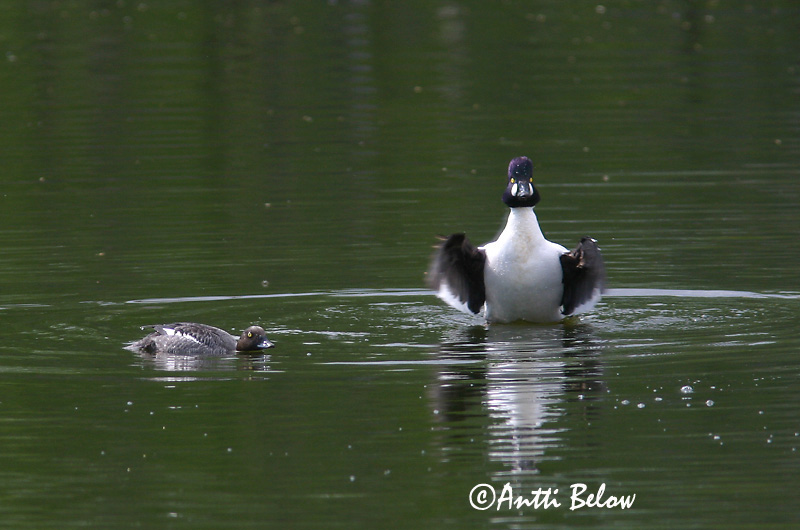 Avainsanat: Morell d'ulls grocs Hvinand Brilduiker Common Goldeneye Sõtkas Telkkä Garrot à œil d'or Schellente Kerceréce Hvinönd Quattrocchi Kvinand Pato-olho-d'ouro Bucephala clangula Porrón Osculado Knipa