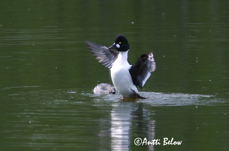 Avainsanat: Morell d'ulls grocs Hvinand Brilduiker Common Goldeneye Sõtkas Telkkä Garrot à œil d'or Schellente Kerceréce Hvinönd Quattrocchi Kvinand Pato-olho-d'ouro Bucephala clangula Porrón Osculado Knipa